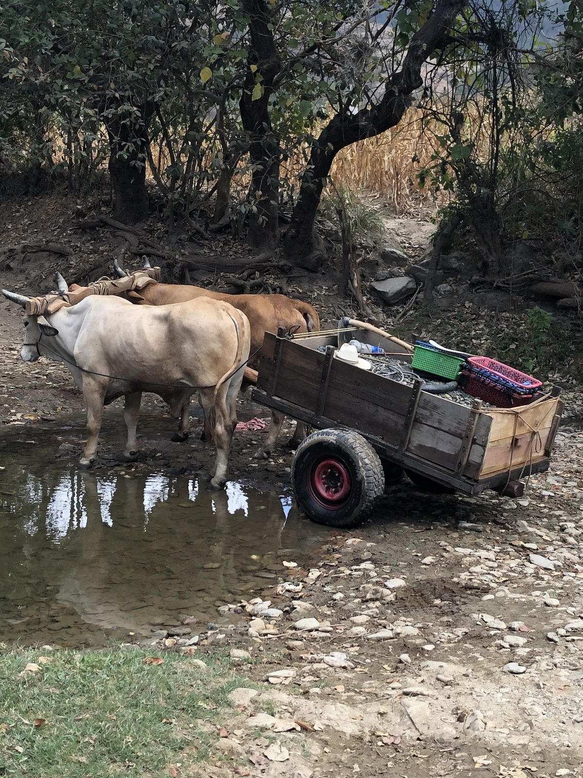 A team of oxen pulling a wooden cart loaded with river stone near Canillá, Guatemala